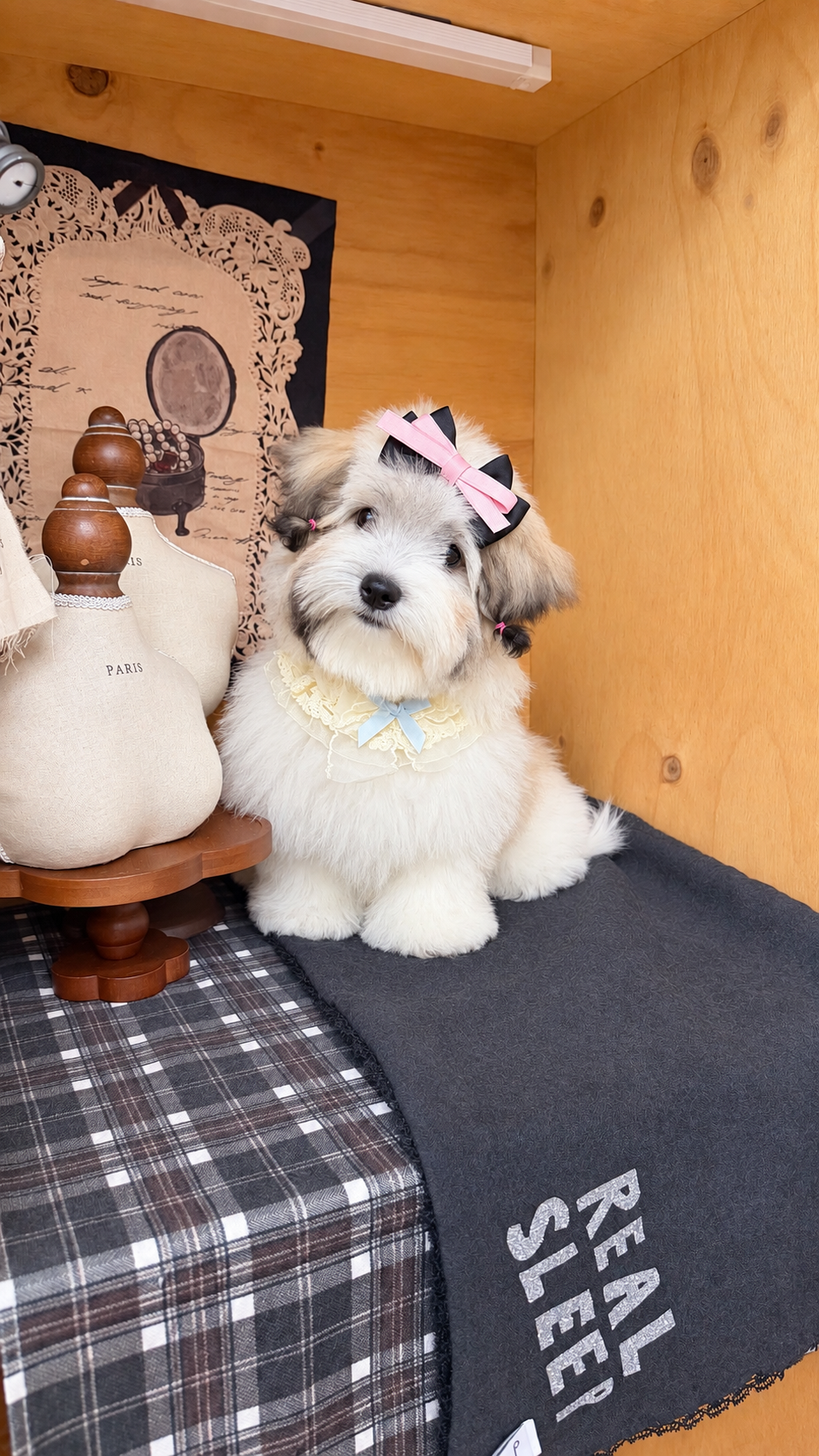 Coton de Tulear