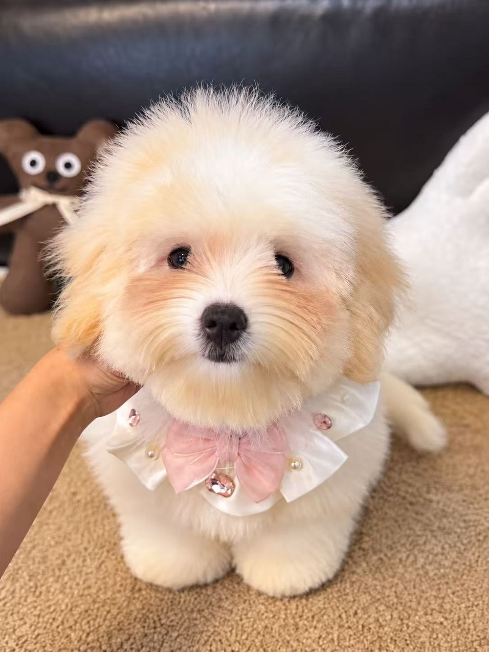 Coton de Tulear