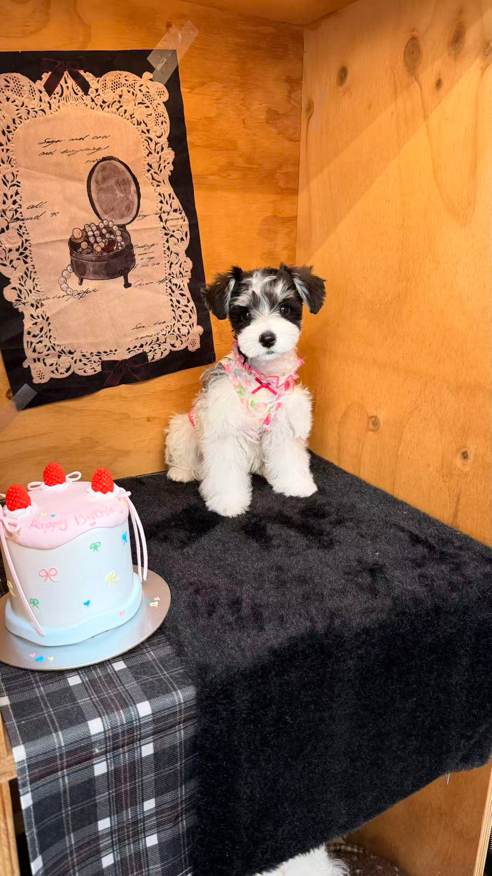 Schnauzer