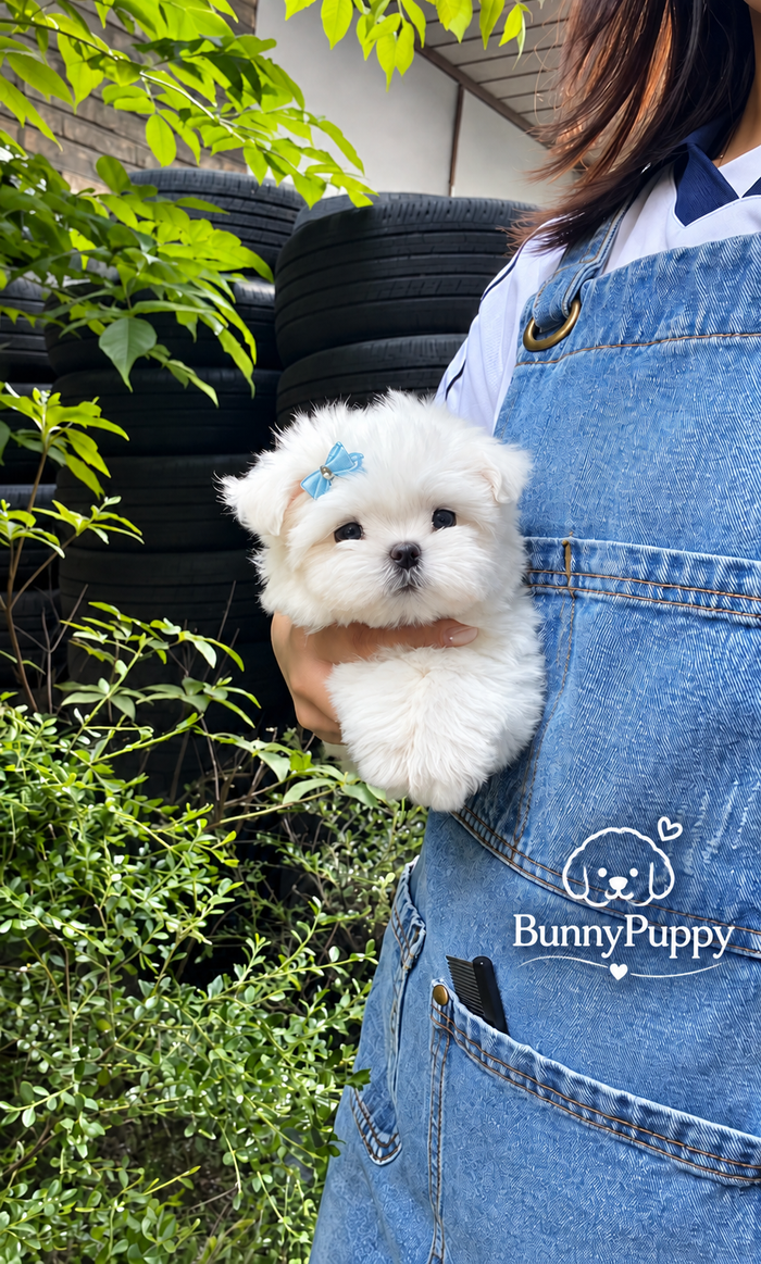 BunnyPuppy photo