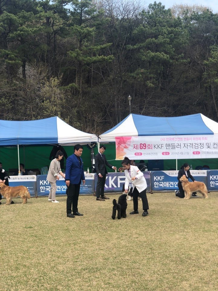 BunnyPuppy founder at the 69th KKF handler contest with a black poodle