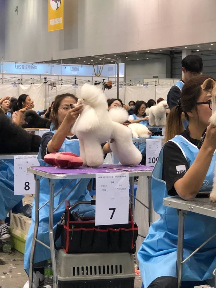 BunnyPuppy founder finishing a white poodle at a KKF grooming contest