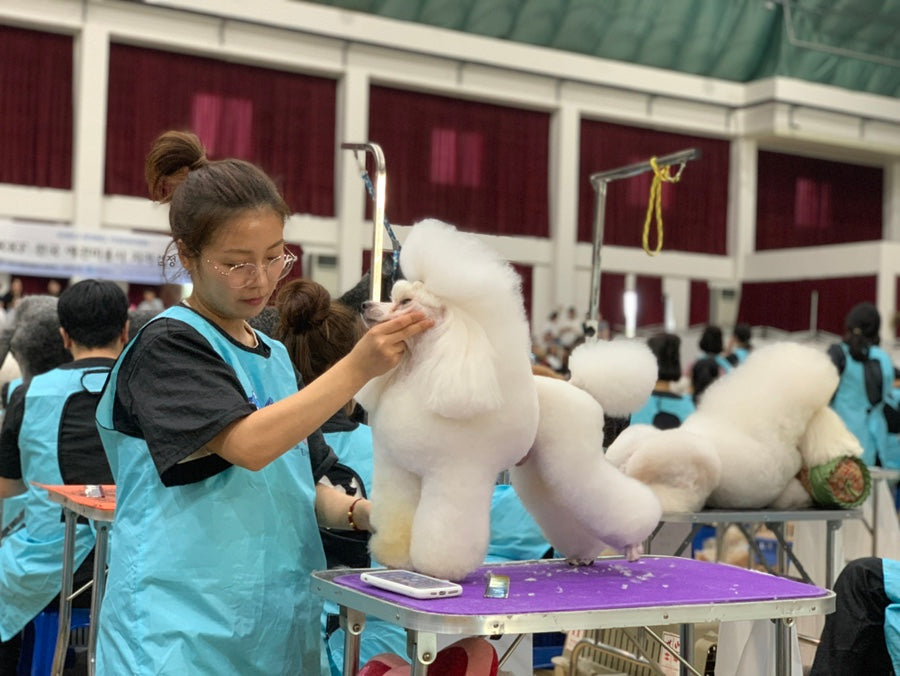 BunnyPuppy founder grooming a white poodle at a KKF grooming contest