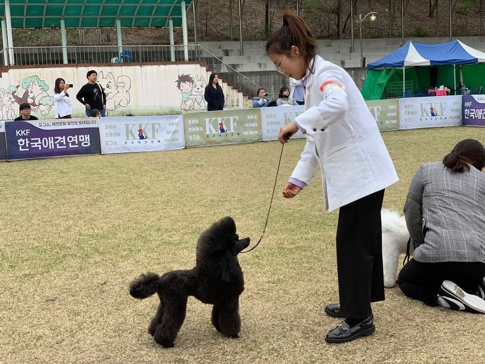 BunnyPuppy founder handling a black poodle at a KKF handler contest