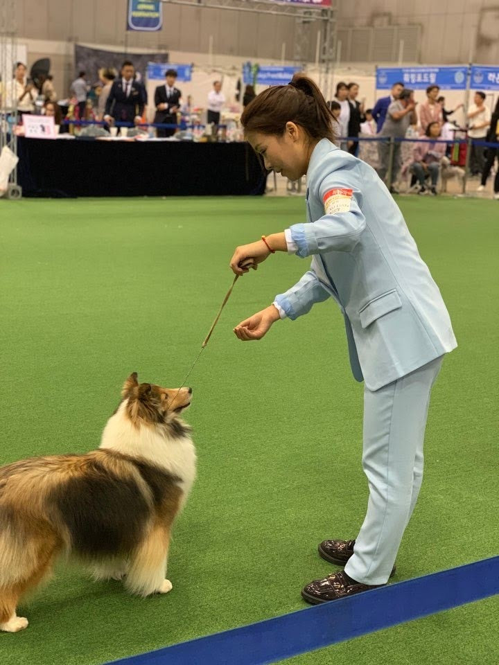 BunnyPuppy founder handling a Shetland Sheepdog in the show ring