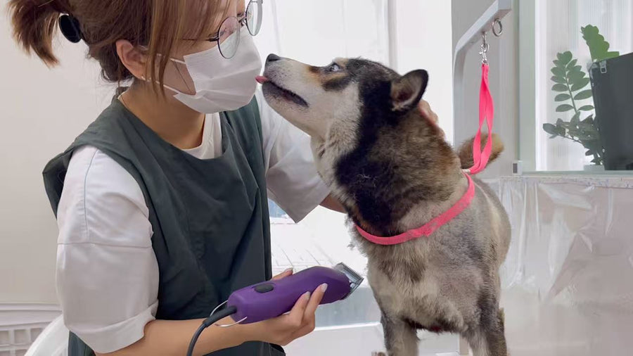 A dog giving a groomer a kiss during grooming at NONOPET