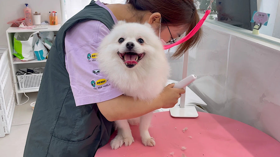 A smiling white Pomeranian being gently brushed at NONOPET