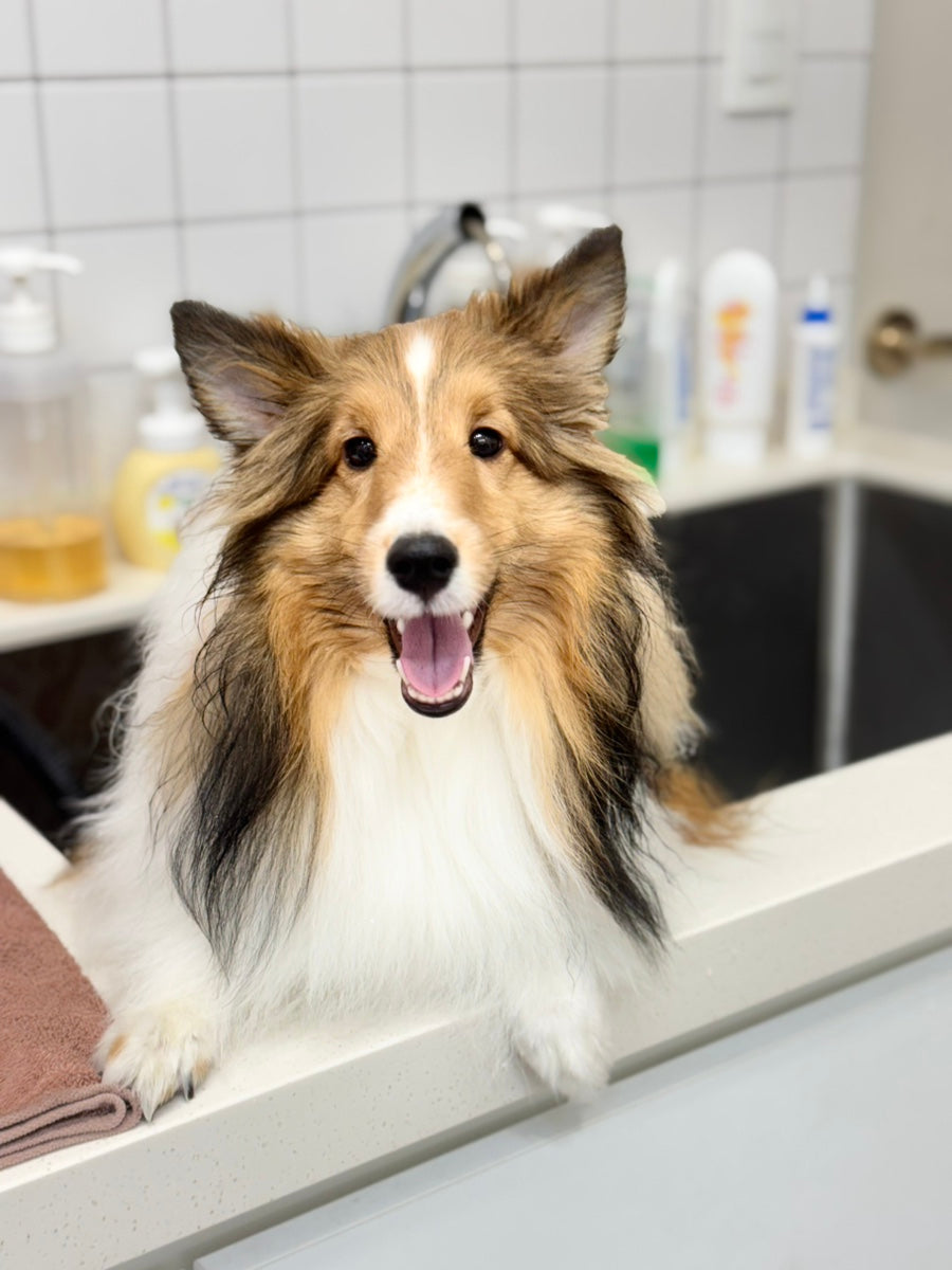 A smiling Shetland Sheepdog after a spa bath at NONOPET