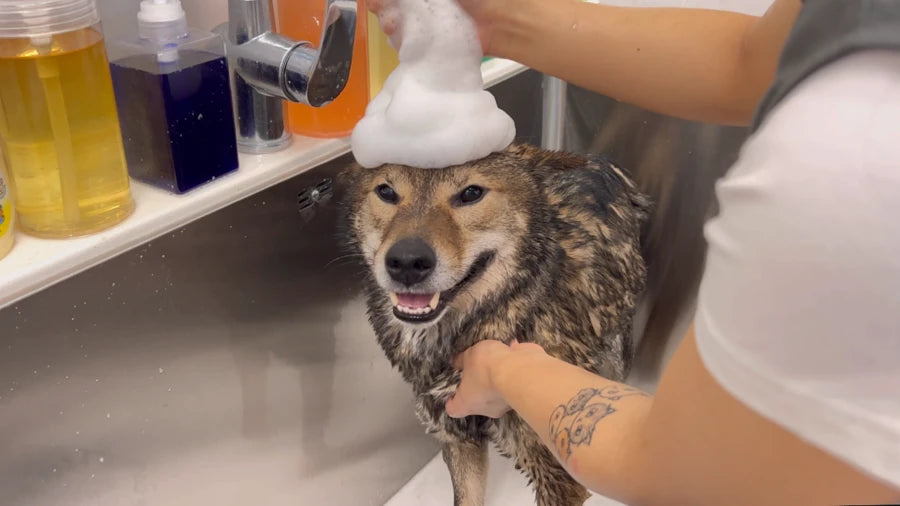 A smiling Shiba Inu with a foam hat during a spa bath at NONOPET