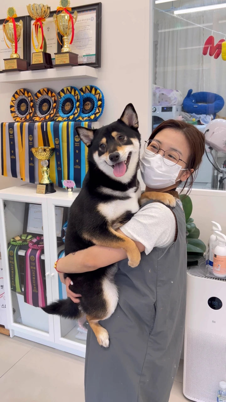 A happy Shiba Inu hugged at NONOPET grooming salon, with KKF award ribbons and trophies behind