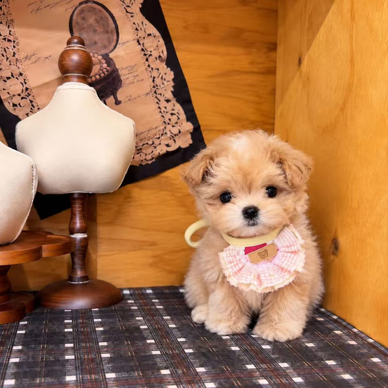 Our little teddy bear.