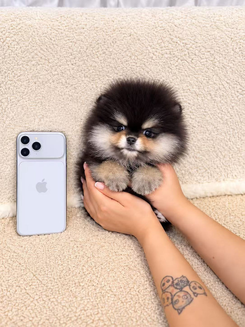 Next to a phone, for scale.