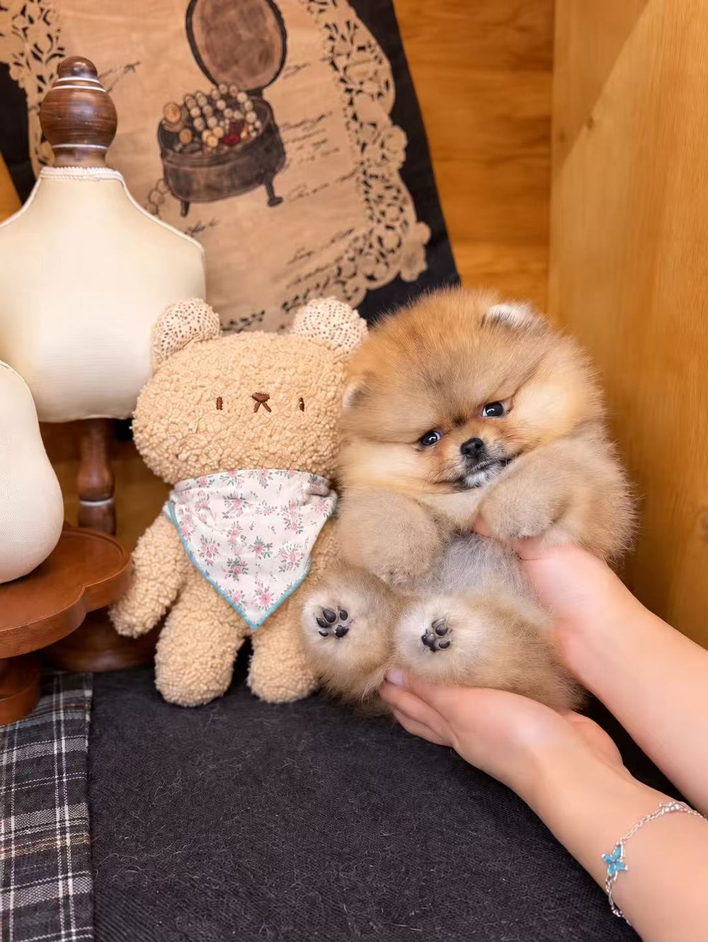 Pomeranian